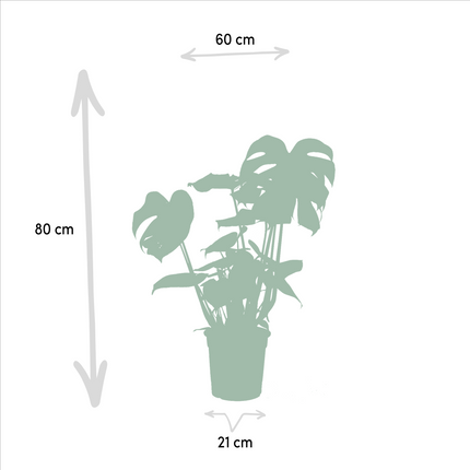 Strelitzia Nicolai - Ø19cm - ↕85cm + Monstera Deliciosa - Ø21cm - ↕75cm - 2 planten