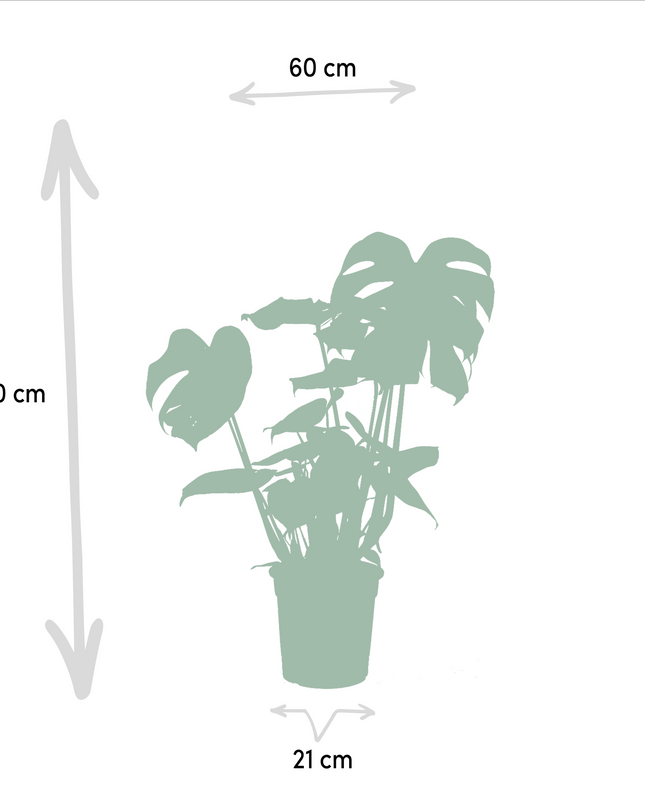 Strelitzia Nicolai - Ø19cm - ↕85cm + Monstera Deliciosa - Ø21cm - ↕75cm - 2 planten