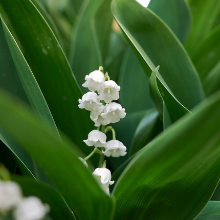 48x Convallaria majalis - ↕10-25cm - Ø9cm