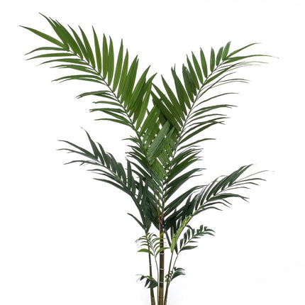 Kunstplant - Kentia -Kentiapalm - ↕ 150cm