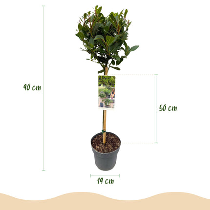 Laurus nobilis - Bladhoudend - Winterhard - Groen Blad - Pot 19cm Hoogte 90cm