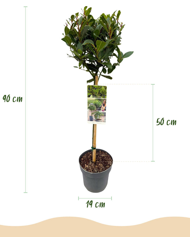 Lauro nobile - Sempreverde - Resistente all'inverno - Foglia verde - Vaso 19 cm Altezza 90 cm