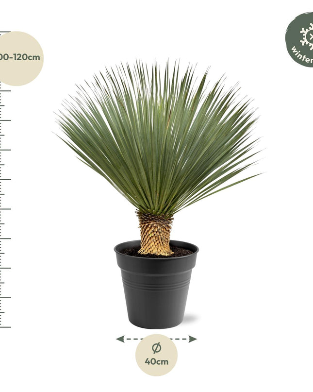 Yucca Rostrata - 100 - 120 cm - Ø40