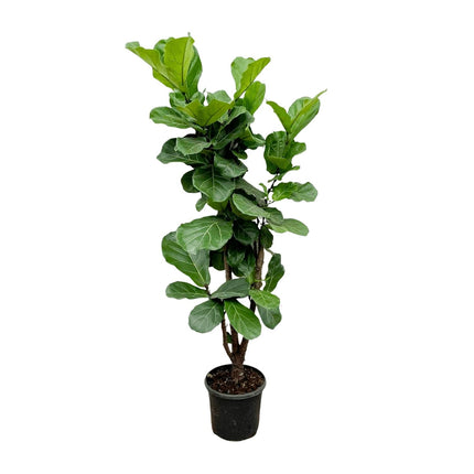 Ficus Lyrata innestato - 150cm - ⌀30 - 32
