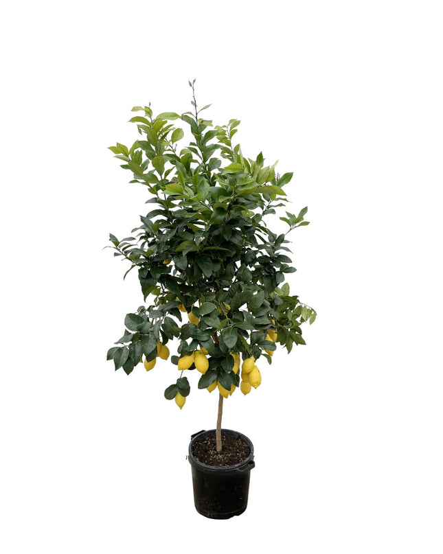 Citrus Lemon - 200cm - ø40