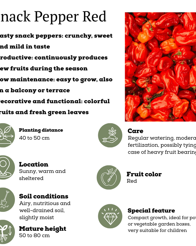 Red Harvest Vegetable Mix of 3 Plants - Cherry Tomato - Red Snack Pepper - Red Hot Pepper Plant - Ø 14 cm - ↨ 45 cm