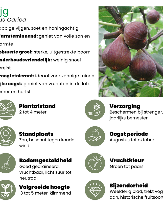 Mix di piante da frutto BIO 3 pezzi - Fico/Kiwi/Mora