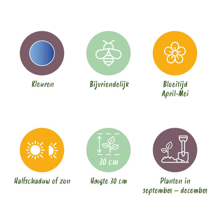 Bloembollen - Muscari Armeniacum - Kleur Blauw - 50 stuks - Bolmaat 8/9 - XXL Pack