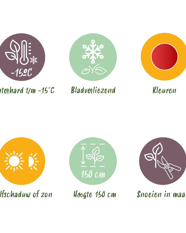 Acero giapponese - Acer palmatum Shaina - Rosso - 2 pezzi - Vaso 19 cm Altezza 70 cm