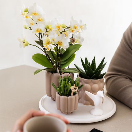 Kolibri Orchids | Coffret Cadeau Slow Living | Plantes vertes avec orchidée Phalaenopsis blanche Lausanne en pots décoratifs en céramique beige sur plateau blanc