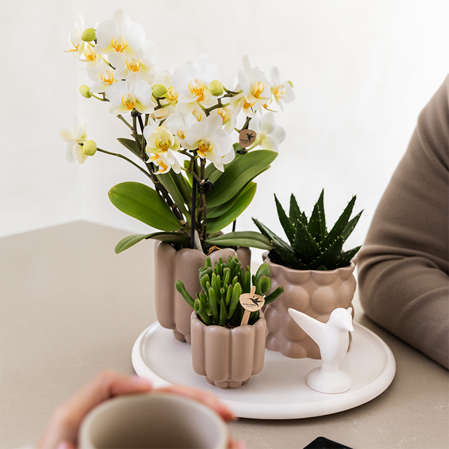 Kolibri Orchids | Gift Set Slow Living | Groene planten met witte Phalaenopsis orchidee Lausanne in keramieken sierpotten beige op wit dienblad