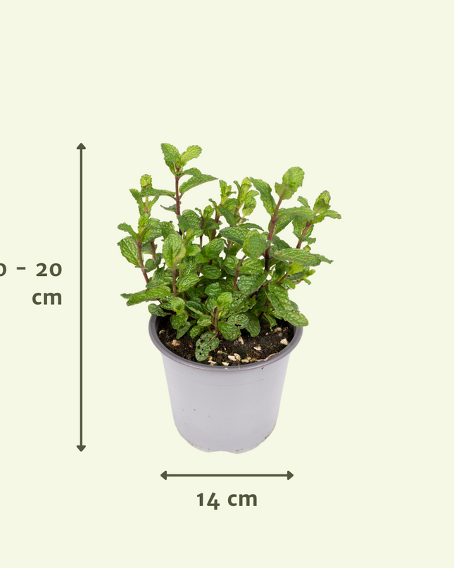 Garden Herb Mix - 4 pieces - Ø14cm - ↕18cm