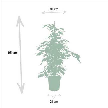 Ficus Benjamina Danielle - Ø21cm - ↕95cm + Ficus Benjamina Twilight - Ø21cm - ↕95cm + Ficus Microcarpa Moclame - Ø21cm - ↕95cm - 3 planten