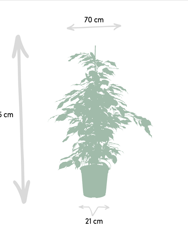 Ficus Benjamina Danielle - Ø21cm - ↕95cm + Ficus Benjamina Twilight - Ø21cm - ↕95cm + Ficus Microcarpa Moclame - Ø21cm - ↕95cm - 3 planten