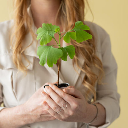 Levensboom - Brievenbuscadeau