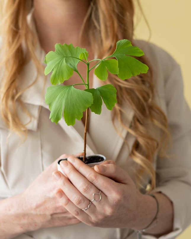 Levensboom - Brievenbuscadeau