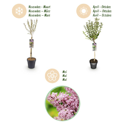 Syringa meyeri Palibin - Caducifolio - Resistente al invierno - Flor morada - Maceta 19 cm Altura 90 cm