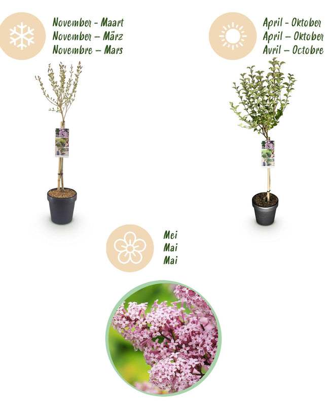 Syringa meyeri Palibin - Bladverliezend - Winterhard- Paarse Bloem - Pot 19cm Hoogte 90cm