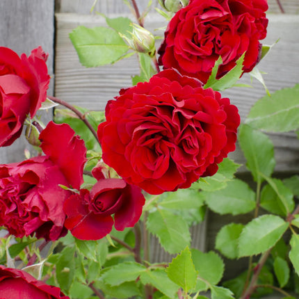 Rosa Crazy in love 'Red' - Rode Roos - Ø15cm - ↕65cm