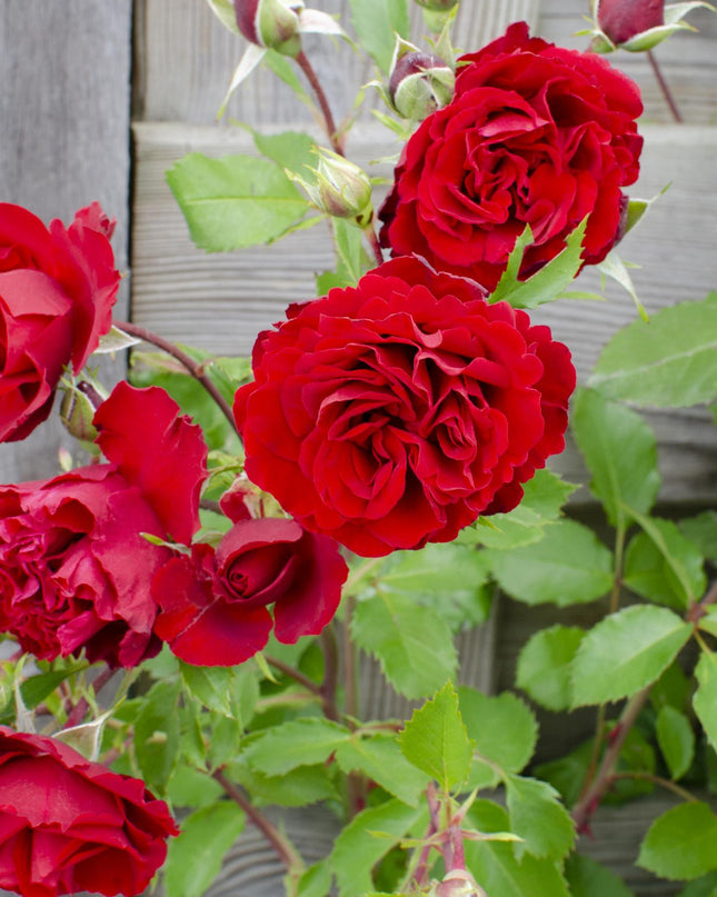 Rosa Crazy in love 'Red' - Rode Roos - Ø15cm - ↕65cm