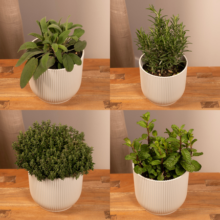 Garden Herb Mix - 4 pieces - Ø14cm - ↕18cm