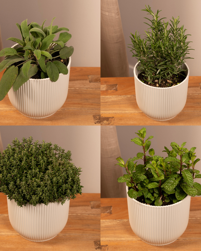 Garden Herb Mix - 4 pieces - Ø14cm - ↕18cm