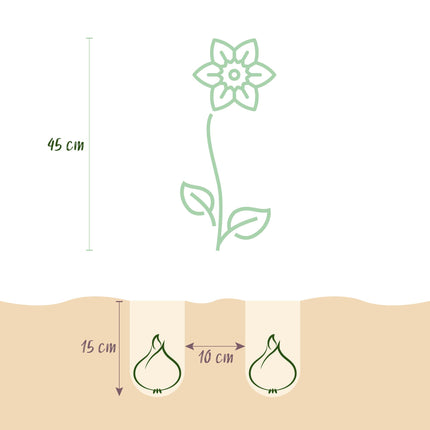 Bloembollen - Narcis Recurvus - Kleur Wit - 10 stuks - Bolmaat 12/14 - XXL Pack