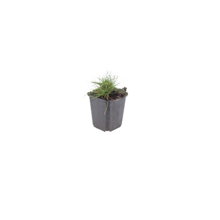 48x Festuca gautieri - ↕10-25cm - Ø9cm