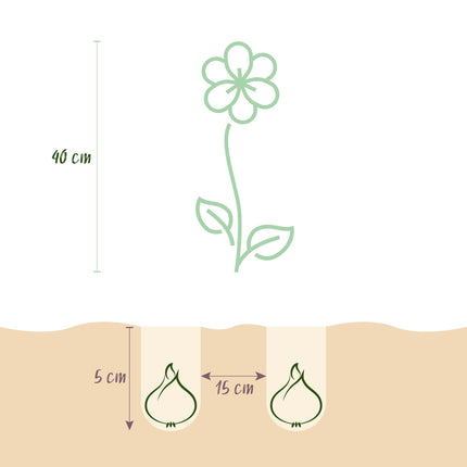 Bloembollen - Freesia Double Mix - Diversen Kleuren - 40 stuks - Bolmaat 5/6 - XXL Pack