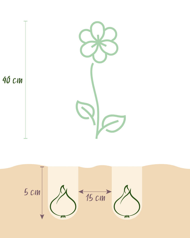 Bloembollen - Freesia Double Mix - Diversen Kleuren - 40 stuks - Bolmaat 5/6 - XXL Pack