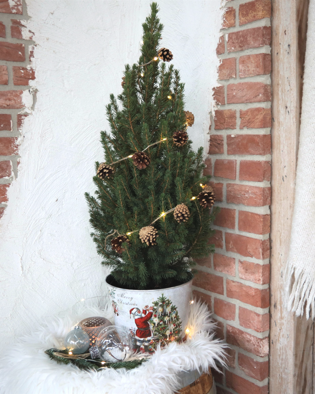 Kleine Kerstboom in Kerstmis sierpot + Pine cone lichtjes incl. batterijen 70 cm - Picea Glauca Conica