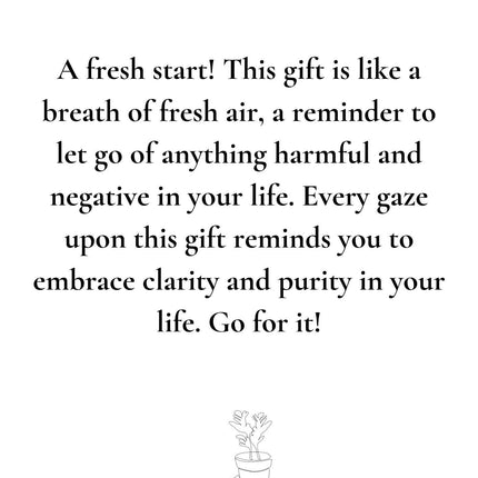 Clusia Rosea Gift "Purify" met wenskaart - Ø12cm - ↕30cm