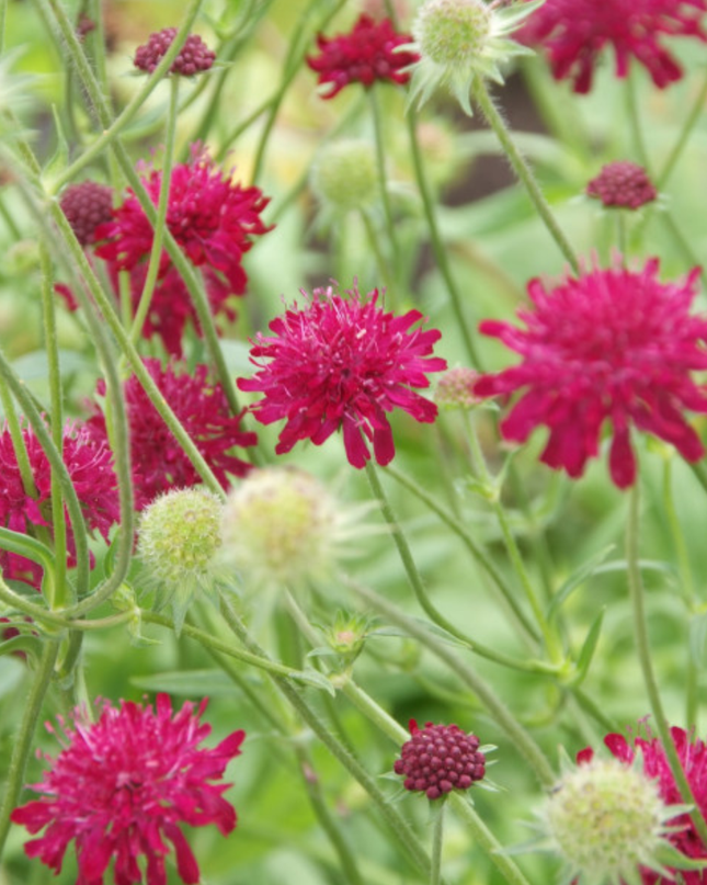 48x Knautia macedonica - ↕10-25cm - Ø9cm
