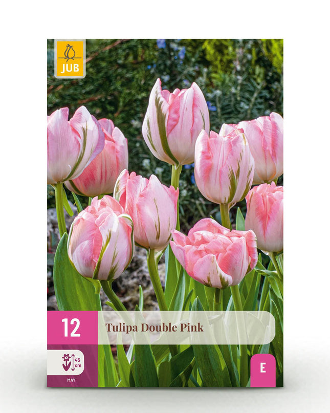 Bloembollen - Tulp Double Pink - Kleur Roze - 12 stuks - Bolmaat 11/12 - XXL Pack