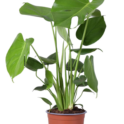 Monstera Deliciosa - Ø17cm - ↕60cm