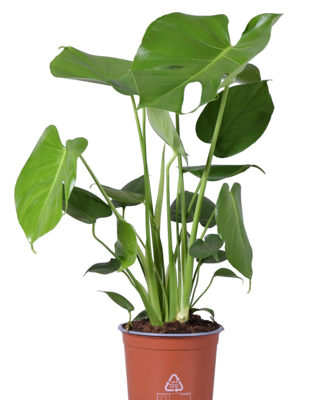 Monstera Deliciosa - Ø17cm - ↕60cm