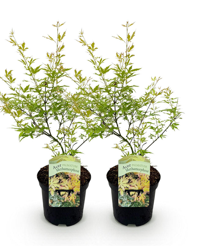 Acero giapponese - Acer palmatum Methamorphosa - 2 pezzi - Vaso 19 cm Altezza 70 cm