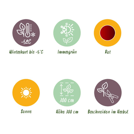 Bananen plant - 2 planten - Ensete ventricosum Maurelli - Winterhard - Pot 12cm Hoogte 30cm