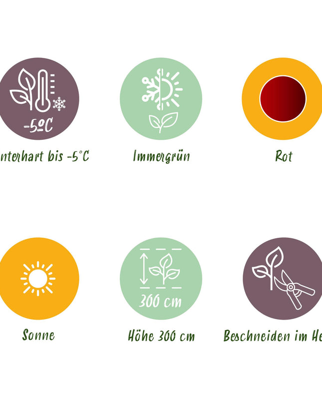 Bananen plant - 2 planten - Ensete ventricosum Maurelli - Winterhard - Pot 12cm Hoogte 30cm