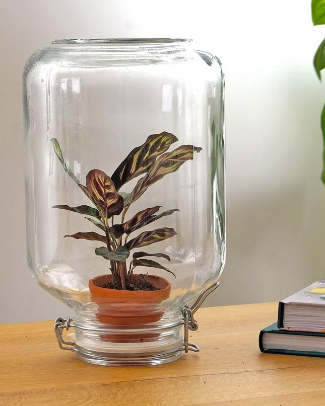 Easyplant - Calathea makoyana - Ø 18 cm ↑ 28 cm