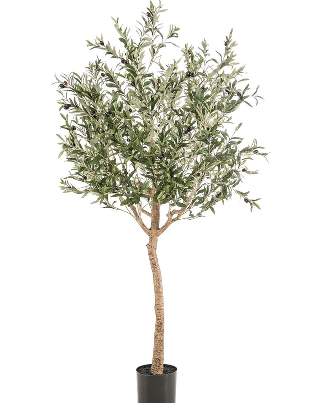 Kunst Olijfboom -  Olea europaea - Olijfboom - ↕ 180 cm