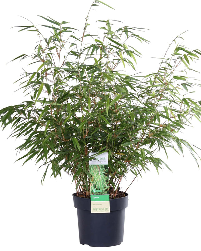 Fargesia rufa - Niet woekerende bamboe - Ø29cm - ↕80cm - Ø19 - ↨60cm
