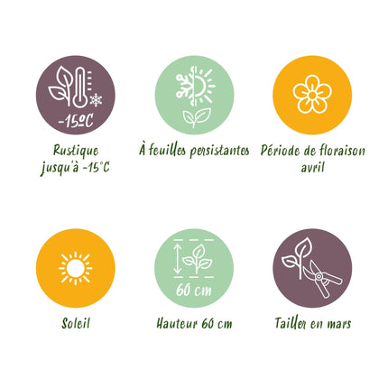 Siergrassen - 4 Planten - Blauw - Geel - Groen - Rood - Bladhoudend - Weinig Onderhoud - Pot 17cm Hoogte 50cm