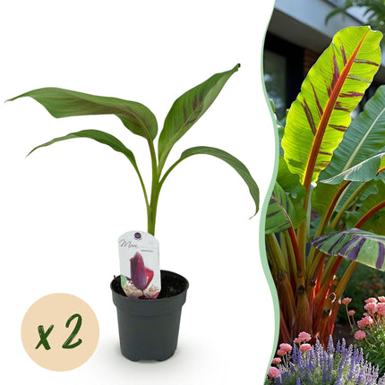 Bananen plant - 2 planten Musa sikkemensis Red Tiger - Winterhard - Pot 12cm Hoogte 30cm