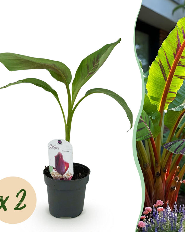 Bananen plant - 2 planten Musa sikkemensis Red Tiger - Winterhard - Pot 12cm Hoogte 30cm