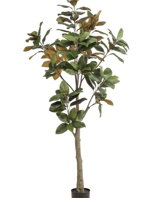 Kunstplant - Magnolia Grandiflora - ↕ 180 cm