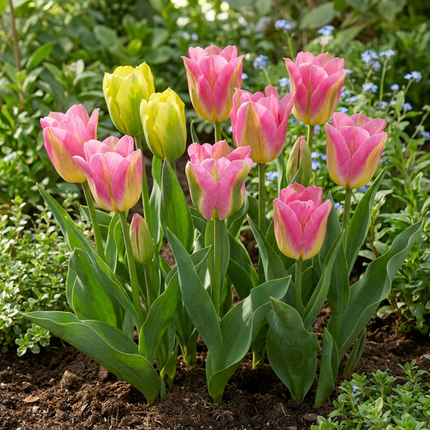 96x Tulipa Strawberry Lemonade - tulipe limonade à la fraise - divers - floraison printanière - calibre 11/12