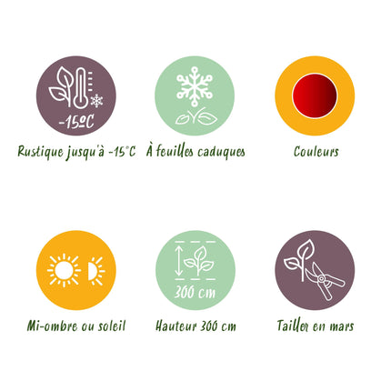 Japanse Esdoorn - Acer palmatum Sumi-nagashi - Rood - 2 stuks - Pot 19cm Hoogte 70cm