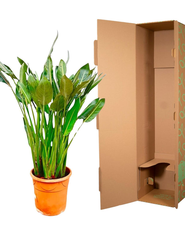 Strelitzia Reginae XL - 160cm - ⌀30