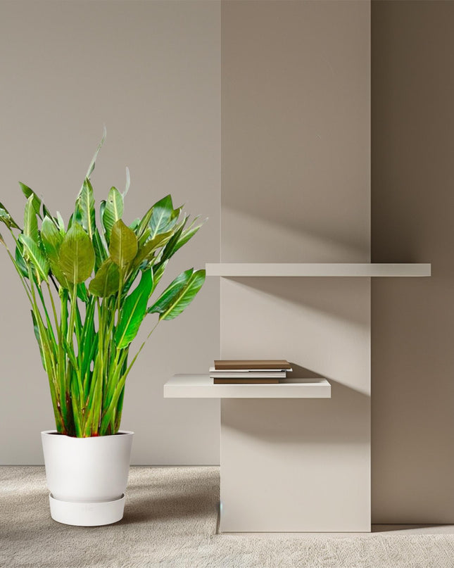 Strelitzia Reginae XL - 160cm - ⌀30